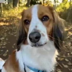 ミーちゃんハーちゃんですみませんの画像