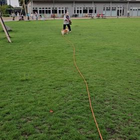 我家の年寄軍団の画像