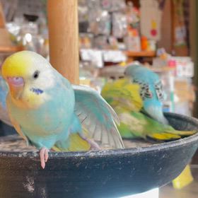 1月3日(土) 11時30分〜15時までの営業ですの画像