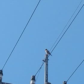 散歩で見かけた珍しい動物(チョウゲンボウ、キツネ？)の画像