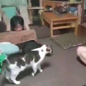 猫の画像