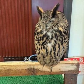 マシュマロパンダ②の画像