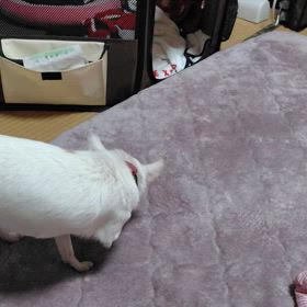 トライアル6日目の画像