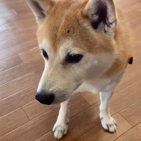 おやつくださいの画像