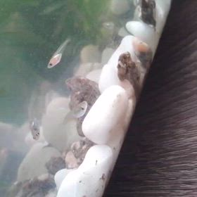 スイスイの画像