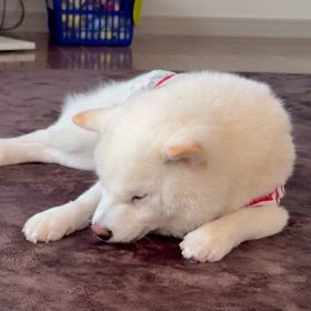 痛くて泣くの画像