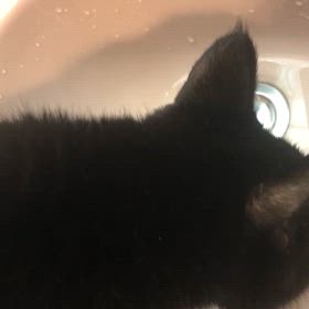 この1週間の画像