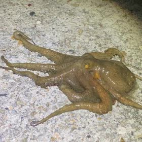 昨日のたこの画像