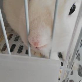 ウサギのうさ吉くんの画像