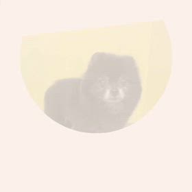 DOGXDOG モコちゃんの画像