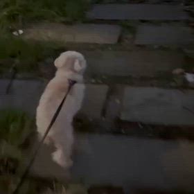 エッホ！エッホ！エッホ！の画像