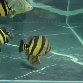 シャムタイガーまたまた輸入しますよ！世界を獲るシャムタイガー！の画像