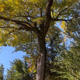 さー帰り道はの画像