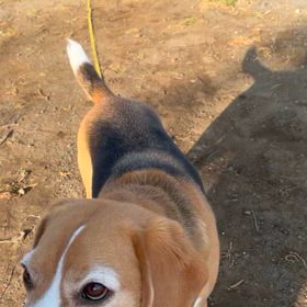 つれないチャンプの画像