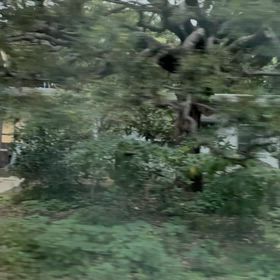 宮中三殿参拝の画像