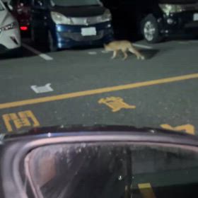 キツネさんですの画像