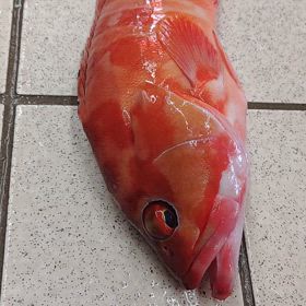 アカハタの画像