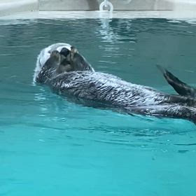 鳥羽水族館〜ラッコの画像
