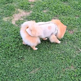 ゆめちゃんなりに♪の画像