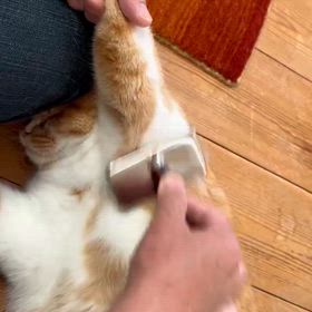 新年おめでとうございますの画像