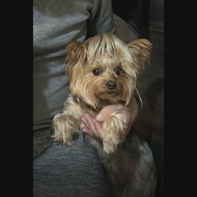 流行りのやつ。の画像