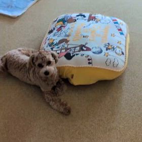 亀さんノコノコ♫の画像