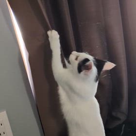 カーテン遊びの画像