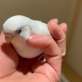 明日は定休日です。の画像