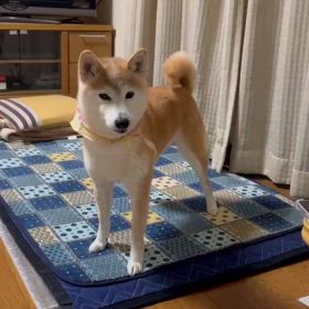 ナイスキャッチの画像