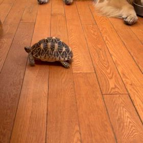 昔行ったライブ HARD なYAON | りなちゃんパパの音楽万歳