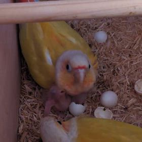 我慢できない…の画像