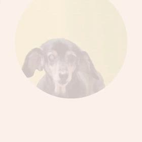 DOGXDOG はるちゃんの画像