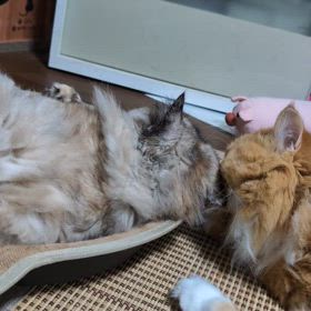 利権にまみれる政治家の画像