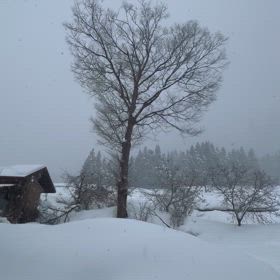 まったりんこの画像