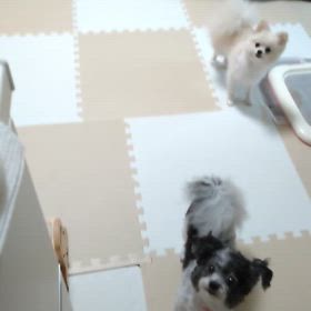 おもちが帰りましたの画像