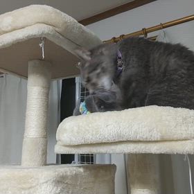 グルーミングの画像