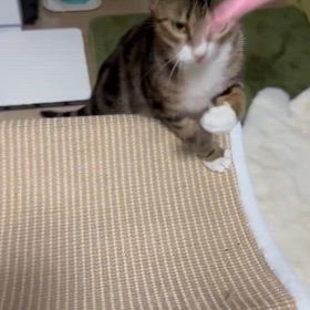 可哀想な　かーちゃんの画像