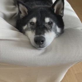 黒柴クロのHAPPYライフ