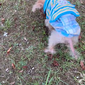 今日のコーラの画像