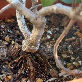 葉っぱが緑色になった初雪カズラのツルが1年でかなり伸びて来ました｡の画像