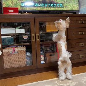 テレビを観るワンコちゃんの画像