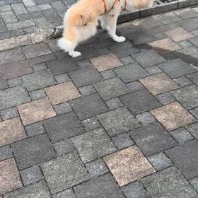 リクエストです✨☺️うーちゃんお外編の画像