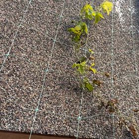 ゴーヤの実が大きくならないのでご苦労さんでした｡の画像