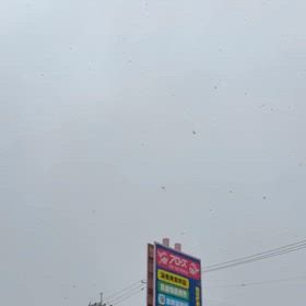 珍しく雪〜の画像