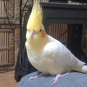 今日のじょじょの画像