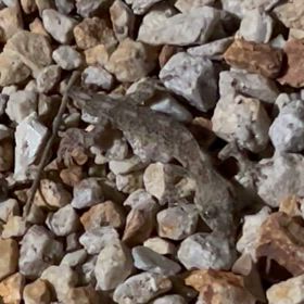 家にヤモリ！の画像