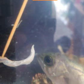 メバルの餌付けの画像