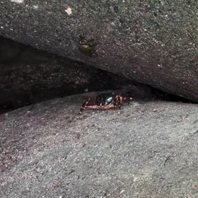 カニ歩きが好きすぎての画像