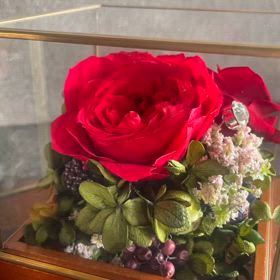 美女と野獣みたいに、ガラスケースの中の真っ赤なバラの画像