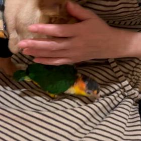 アトム(仮)の画像